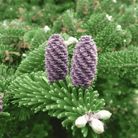 Jodła Koreańska – Sadzonka 10-15 cm