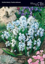 Puszkinia Cebulicowata - 20 szt.