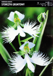 Storczyk gruntowy 'Habenaria Radiata' – 1 szt.