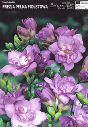 Frezja Pełna Fioletowa - 10 szt.