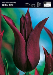 Tulipan liliokształtny Burgundy 10 szt.