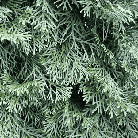 Jałowiec Pfitzera 'Pfitzeriana' - Sadzonka 60-80cm