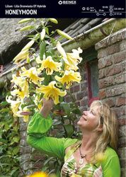 Lilia Drzewiasta Honeymoon 1 szt.