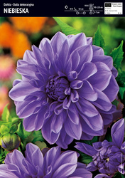 Dalia Dekoracyjna Niebieska Blue - 1 szt.