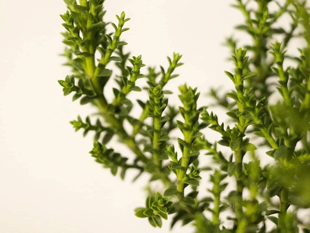 Hebe Imbricata Dachówkowate - 15 szt. pakiet