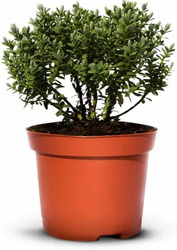 Hebe Veronica Zimozielone - 20 szt. pakiet