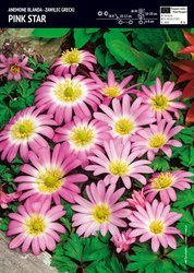 Anemon - Zawilec grecki Blanda ‘Pink Star’ - 15 szt.