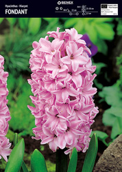 Hiacynt Fondant 3 szt.