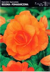 Begonia Podwójna - Pomarańczowa 3 szt.