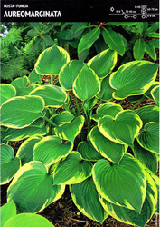 Funkia 'Aureomarginata' – 1 szt.