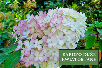 Hortensja bukietowa 'Vanilla Frise' - Sadzonka 30-40 cm