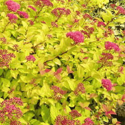 Tawuła Japońska - Golden Princess Złota - 6 szt. pakiet