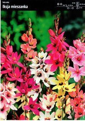 Ixia - Iksja Mix – 20 szt.