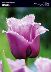 Tulipan strzępiasty Louvre – 15 szt cebulek