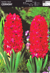 Hiacynt Czerwony 3 szt.