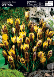 Krokus Gipsy Girl 10 szt.