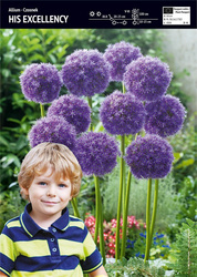 Czosnek His Excellency 1 szt.