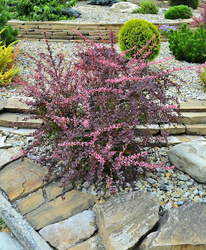 Berberys Thunberga 'Pink Queen' - Sadzonka 15-25 cm