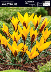 Krokus Angustifolius 10 szt.