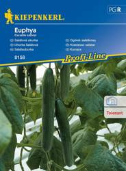 Ogórek sałatkowy F1 Euphya Cucumis sativus