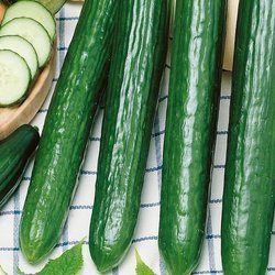 Ogórek Saladin - Kiepenkerl