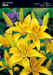 Lilia azjatycka żółta - 1 szt.