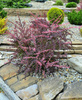 Berberys Thunberga 'Pink Queen' - Sadzonka 15-25 cm
