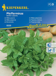 Mięta pieprzowa wieloletnia  Mentha x piperita