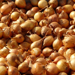 Cebula dymka żółta Wolska 500 g