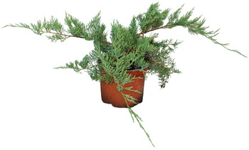 Jałowiec Wirginijski 'Hetz' – Sadzonka 30-40 cm