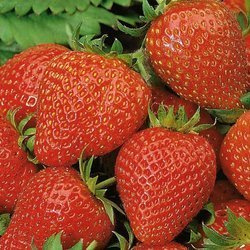 Truskawka Elan - Kiepenkerl