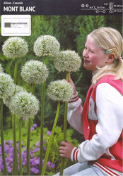 Czosnek Mont Blanc - 1 szt.