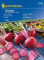 Burak ćwikłowy Chioggia Beta vulgaris var. vulgaris
