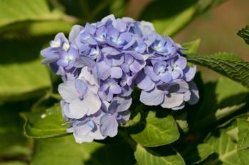 Hortensja Ogrodowa 'Bodensee' – Sadzonka 45-60 cm
