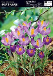 Krokus Barr's Purple 10 szt.