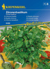 Bazylia cytrynowa Ocimum basilicum