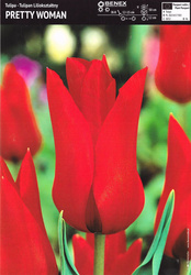 Lilia Drzewiasta Pretty Woman 1 szt.