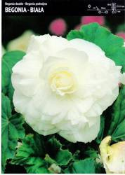 Begonia Podwójna - Biała 3 szt.