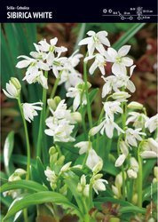 Scilla - Cebulica ‘Sibirica White’ - 30 szt.