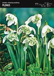 Galanthus Double - Śnieżyczka Przebiśnieg ‘Plenus’ - 12 szt.