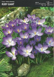 Krokus Tommasiniego ‘Ruby Giant’ - 15 szt.