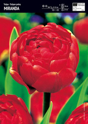 Tulipan pełny czerwony Miranda 10 szt.