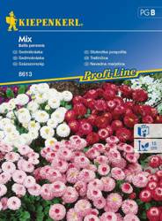 Stokrotka pospolita Mix Bellis perennis