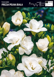 Frezja Pełna Biała  -10 szt.