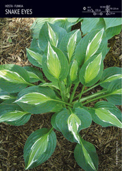 Funkia 'Snake Eyes' – 1 szt.