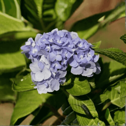Hortensja Ogrodowa 'Bodensee' – Sadzonka 45-60 cm
