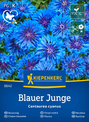 Chaber bławatek Blauer Junge Centaurea cyanus