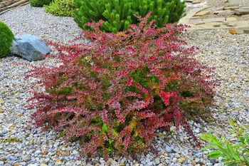 Berberys Thunberga 'Golden Ring' - Sadzonka 15-25 cm