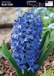 Hiacynt Blue Star 3 szt.