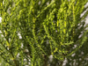 Hebe Imbricata Dachówkowate - 20 szt. pakiet